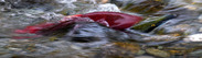 A.S.Wright-Adams-River-Sockeye-201014